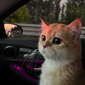 国产男生夜间福利
